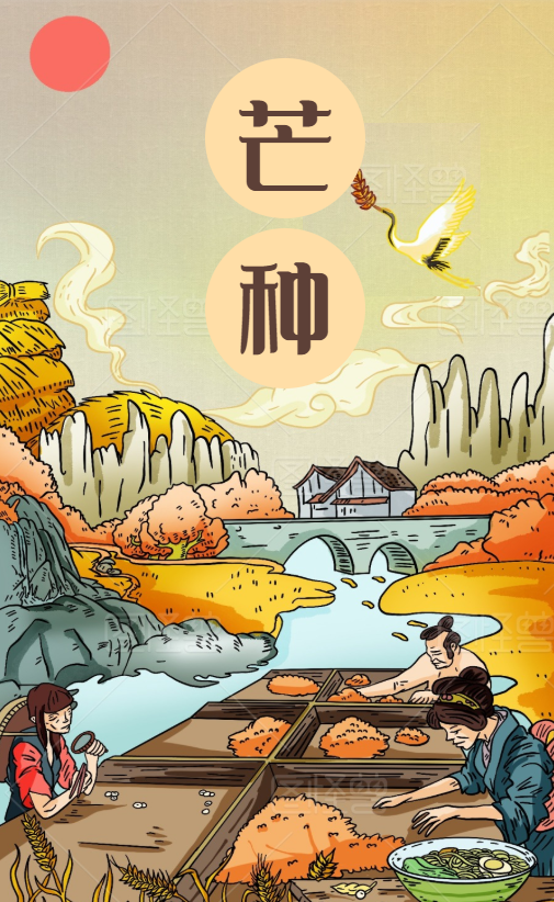 二十四节气——芒种 | 24 Solar Terms – Mangzhong (Grain in Ear)